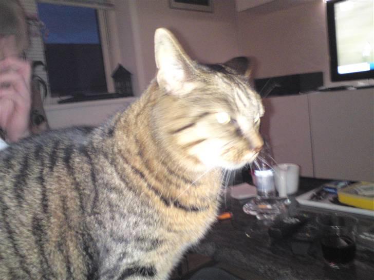 Huskat Dixie - Dixie billede 7