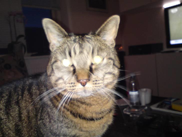 Huskat Dixie - Dixie billede 8