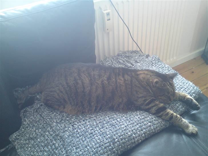 Huskat Dixie - Dixie, kan sove meget dybt. billede 9