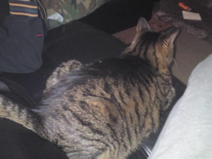 Huskat Dixie - Bred r.. billede 10