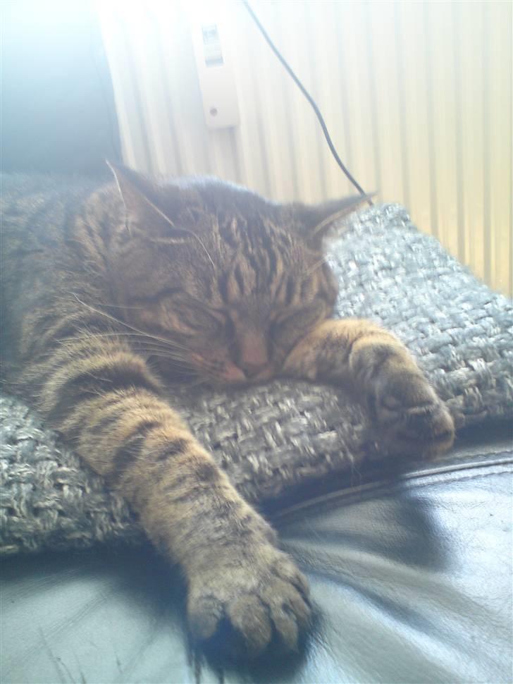 Huskat Dixie - fingerne væk  billede 11