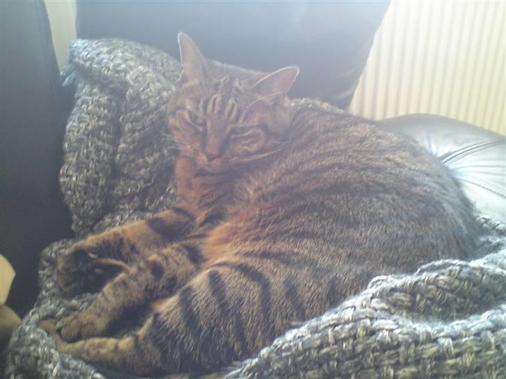 Huskat Dixie - Dixie billede 12