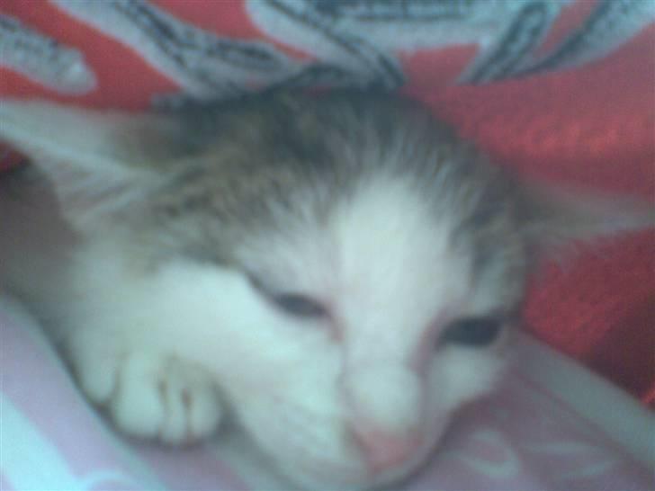 Huskat Angel billede 12