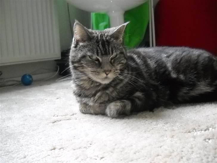 Blanding af racer Misty - Velkommen til Misty´s lille profil :b billede 1