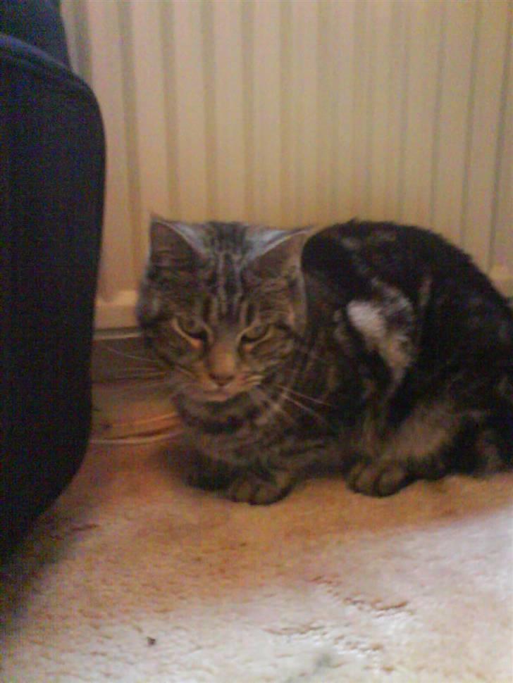 Blanding af racer Misty billede 2