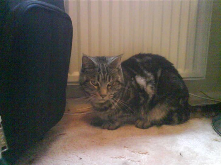 Blanding af racer Misty billede 3