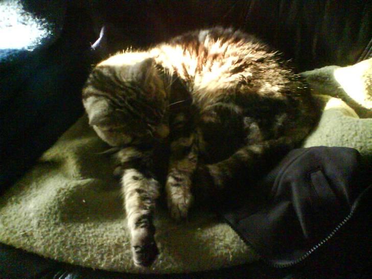 Blanding af racer Misty billede 4