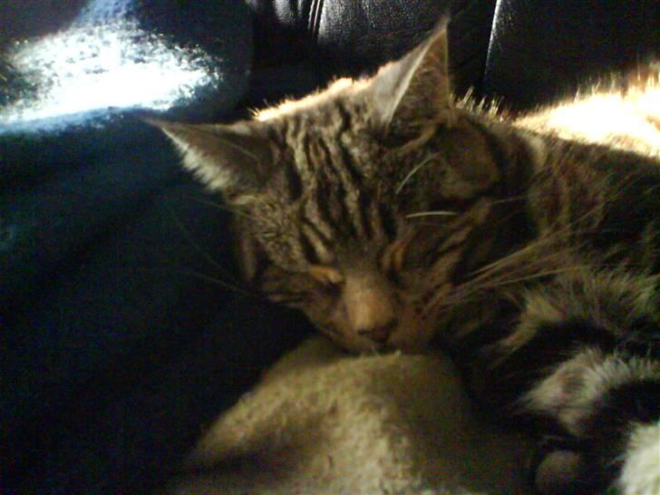 Blanding af racer Misty billede 5