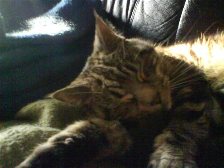 Blanding af racer Misty billede 6