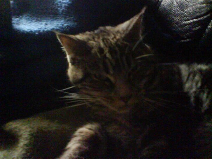 Blanding af racer Misty billede 7