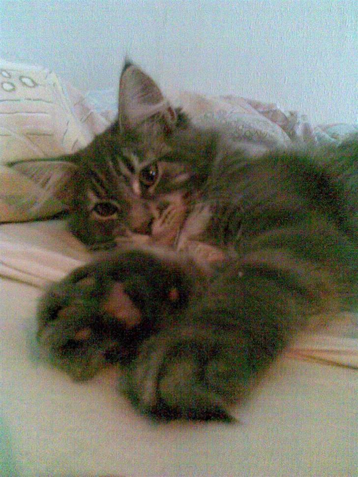 Maine Coon Basse billede 1