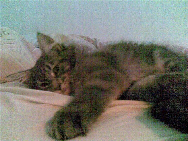 Maine Coon Basse billede 2