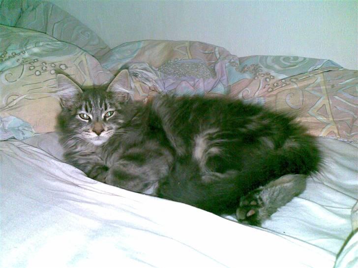 Maine Coon Basse billede 3
