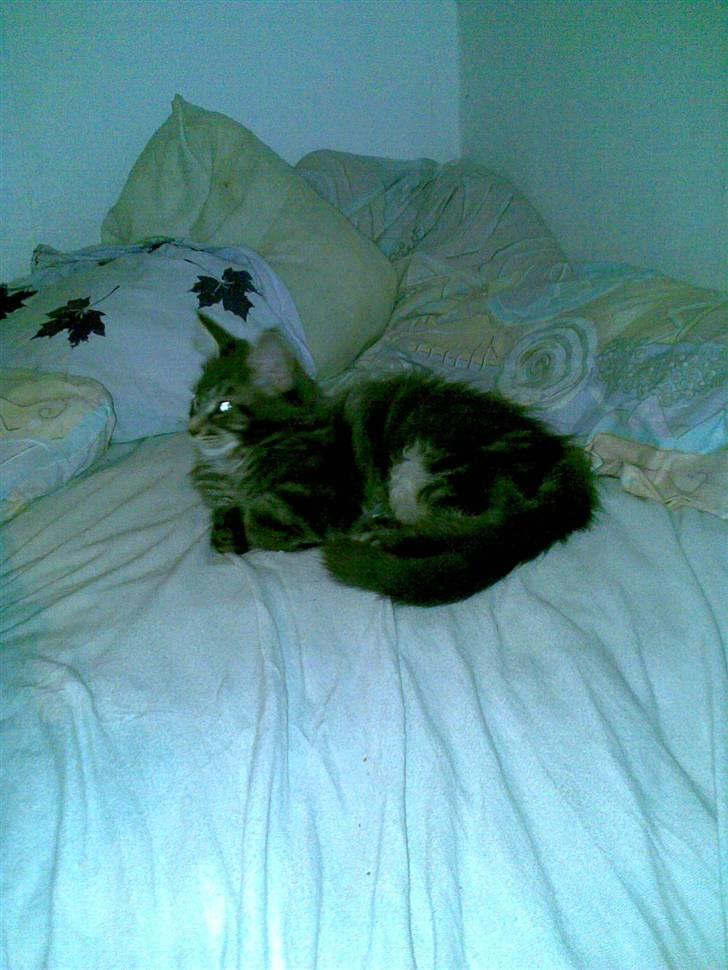 Maine Coon Basse billede 4