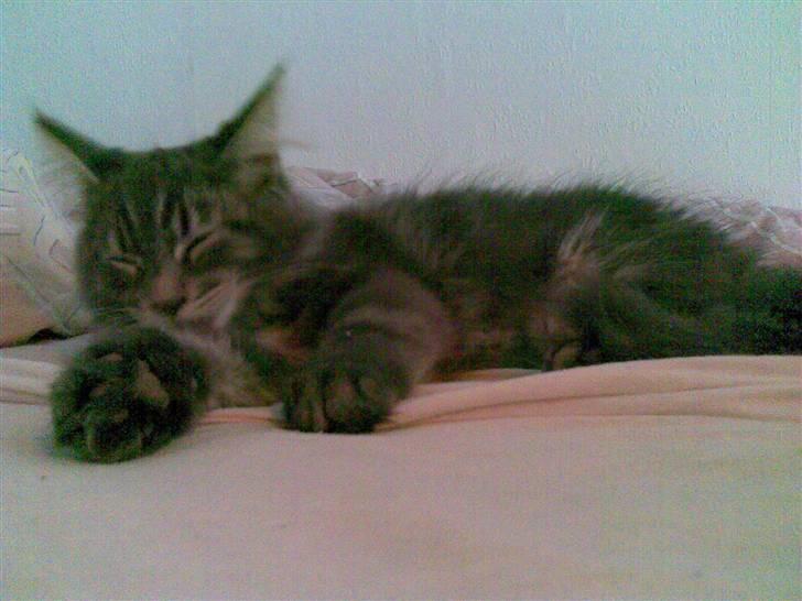Maine Coon Basse billede 5
