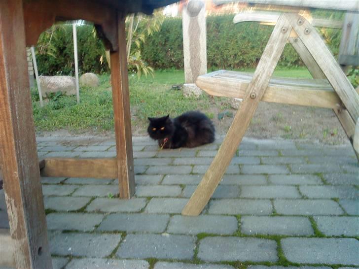 Perser Muggi *R.I.P D.15/1-17* - byd min søde muggi velkomme så er i søde billede 1