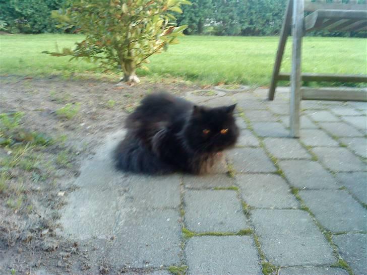 Perser Muggi *R.I.P D.15/1-17* billede 2