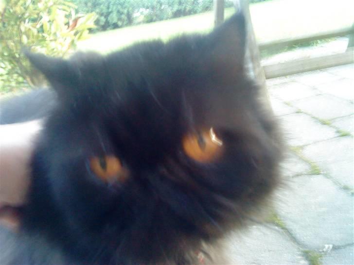 Perser Muggi *R.I.P D.15/1-17* billede 3