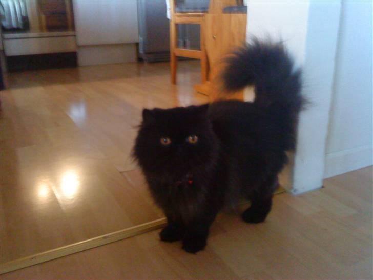 Perser Muggi *R.I.P D.15/1-17* billede 4