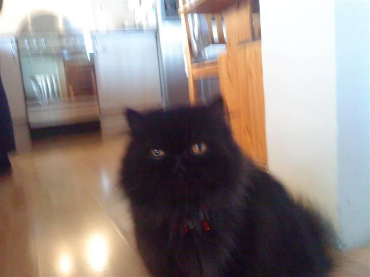 Perser Muggi *R.I.P D.15/1-17* billede 5