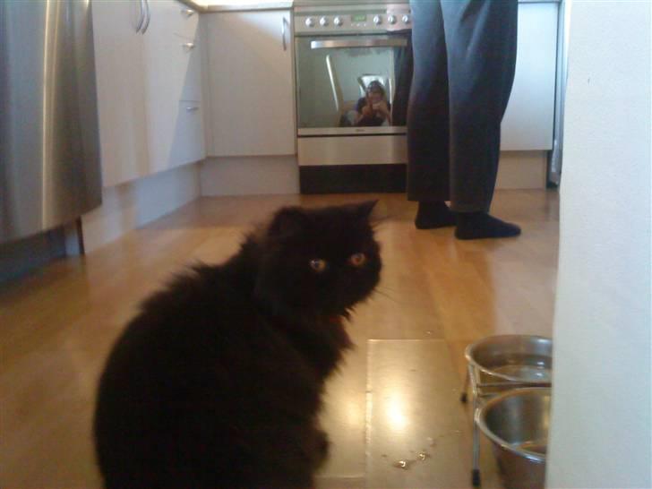 Perser Muggi *R.I.P D.15/1-17* billede 6