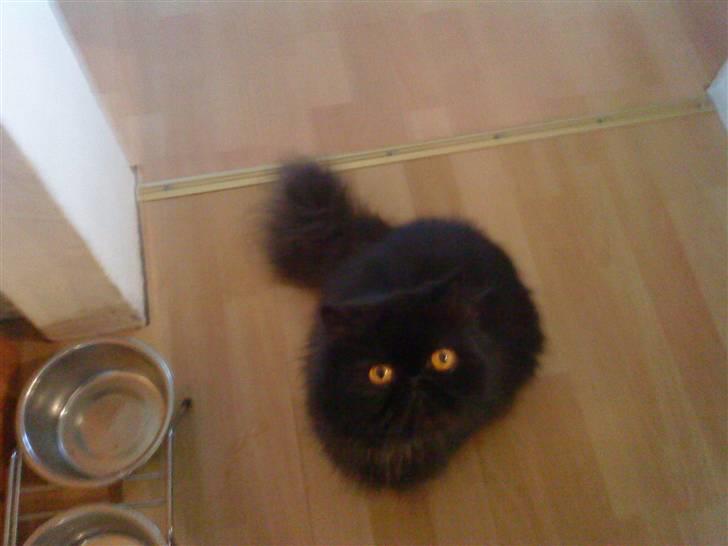 Perser Muggi *R.I.P D.15/1-17* billede 7