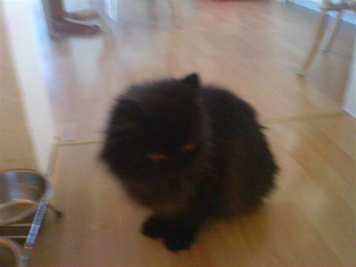 Perser Muggi *R.I.P D.15/1-17* billede 8