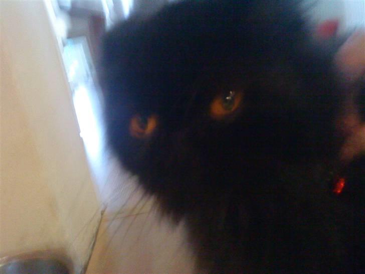 Perser Muggi *R.I.P D.15/1-17* billede 9