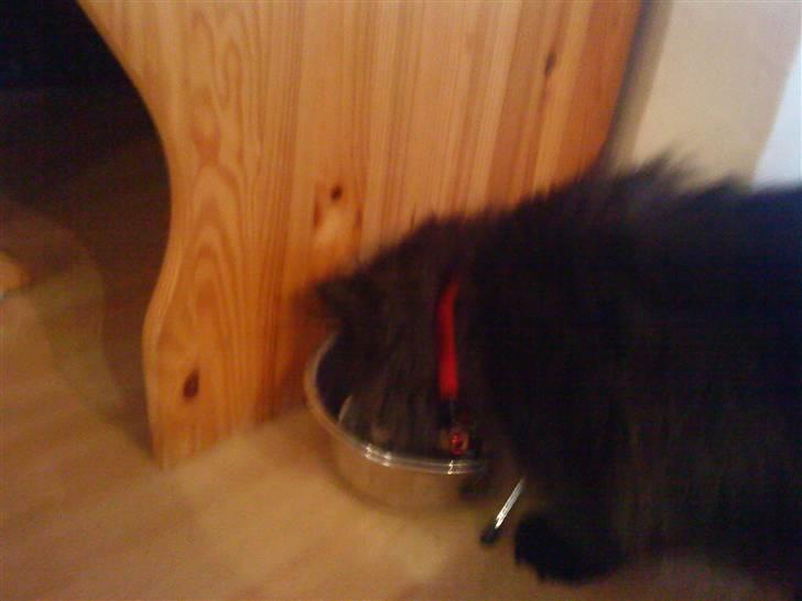 Perser Muggi *R.I.P D.15/1-17* billede 10