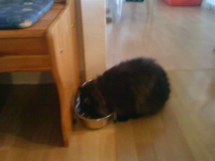 Perser Muggi *R.I.P D.15/1-17* billede 11