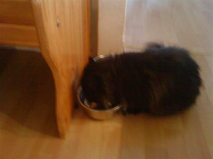 Perser Muggi *R.I.P D.15/1-17* billede 12