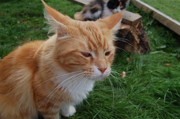 Maine Coon Gibbs - Hmm, jeg ved nu ikke helt hvad jeg skal synes om den nye løbegård. :-) billede 6