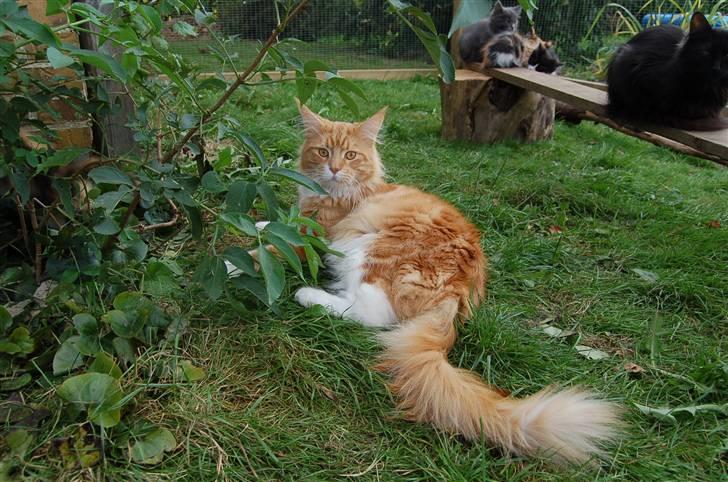 Maine Coon Gibbs - Jaa okay, der er da plads til at jeg kan ligge og dovne under en lille gren. :-) billede 7