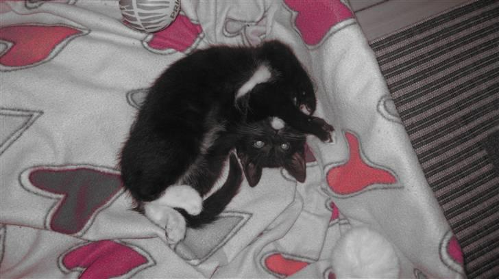 Huskat Tutu billede 9