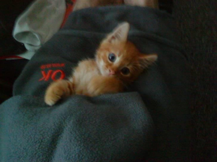 Huskat Speedy d. 3. billede 1