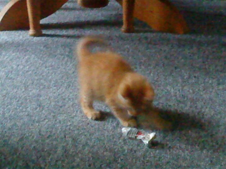 Huskat Speedy d. 3. billede 2