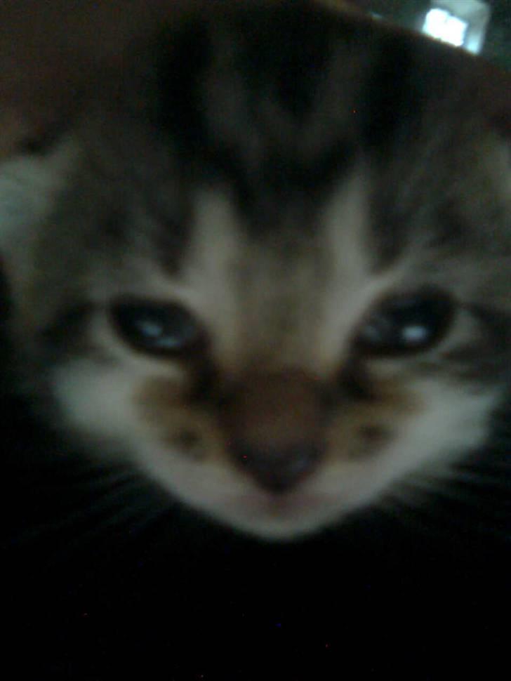 Huskat Oluf Sand solgt - Hej hun/han kigger lige ind i kamraet hun/han er 12 dage gammel så tideligt øjne. billede 1