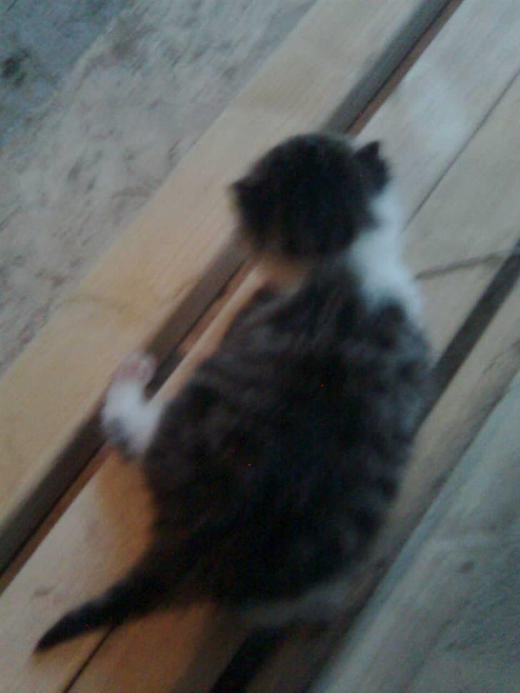 Huskat Oluf Sand solgt - Hun/han ligger på nogle bræder. billede 2