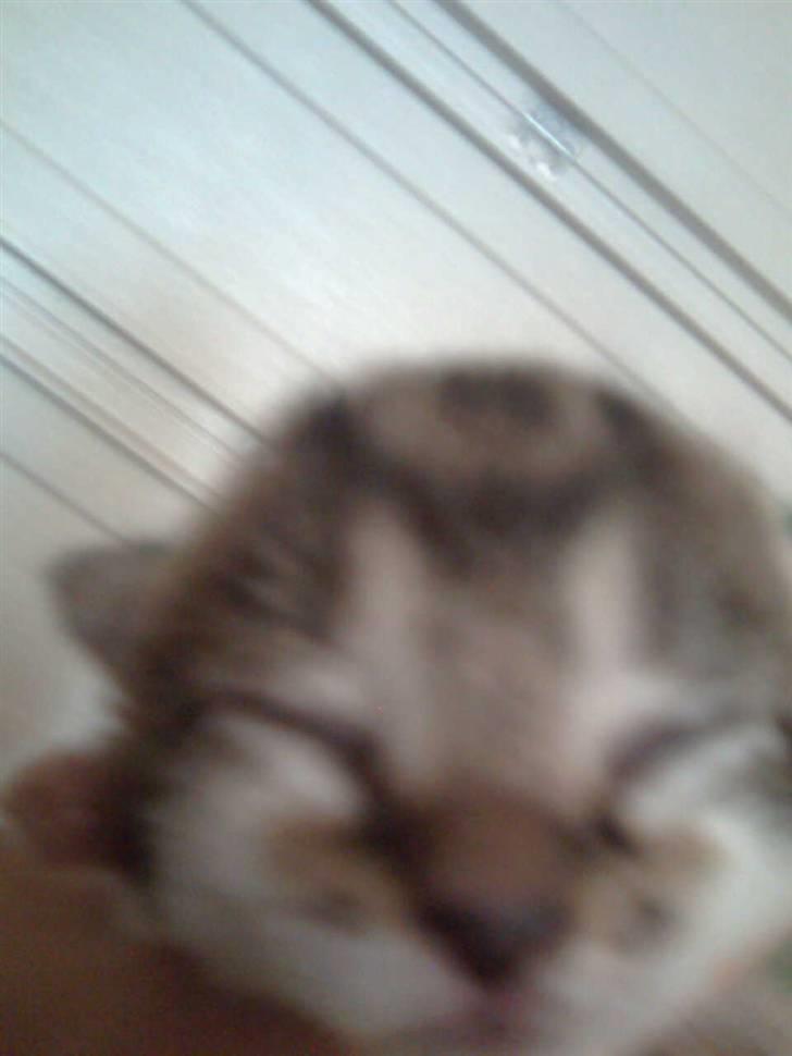 Huskat Oluf Sand solgt - Hun/han har ikke øjne endnu. billede 3