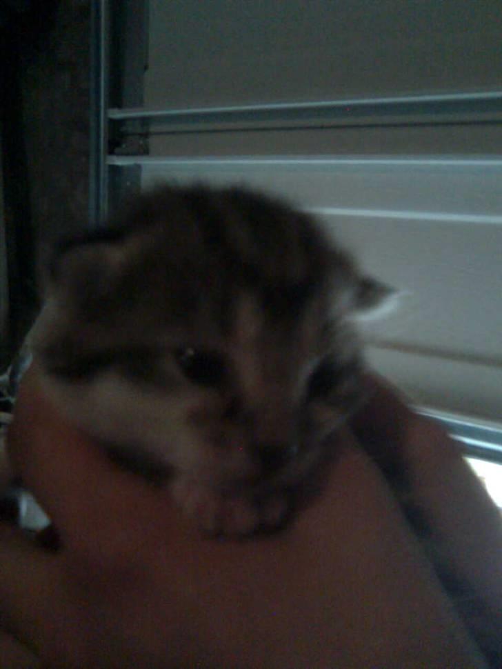 Huskat Oluf Sand solgt - Hun/han har lige fået øjne. billede 4