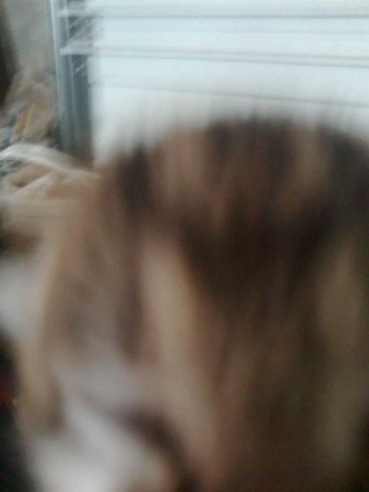 Huskat Oluf Sand solgt - Hun/han har ikke øjne endnu. billede 5