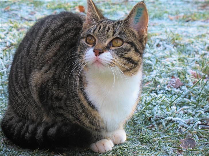 Huskat molly og malle billede 2