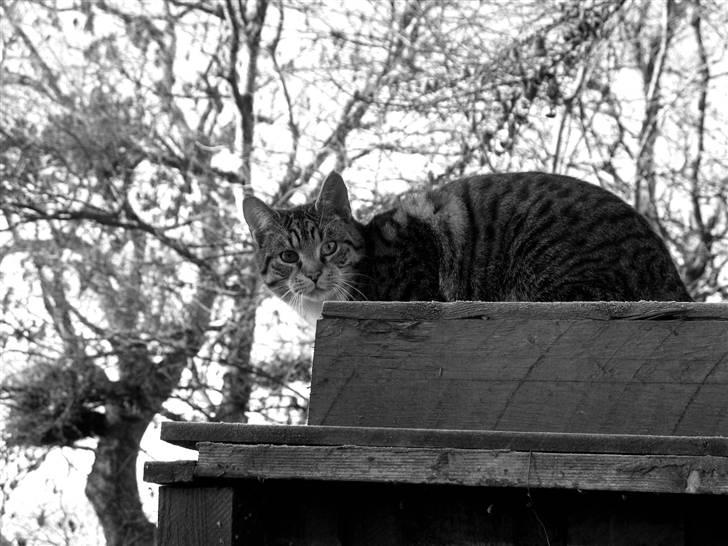 Huskat molly og malle billede 3