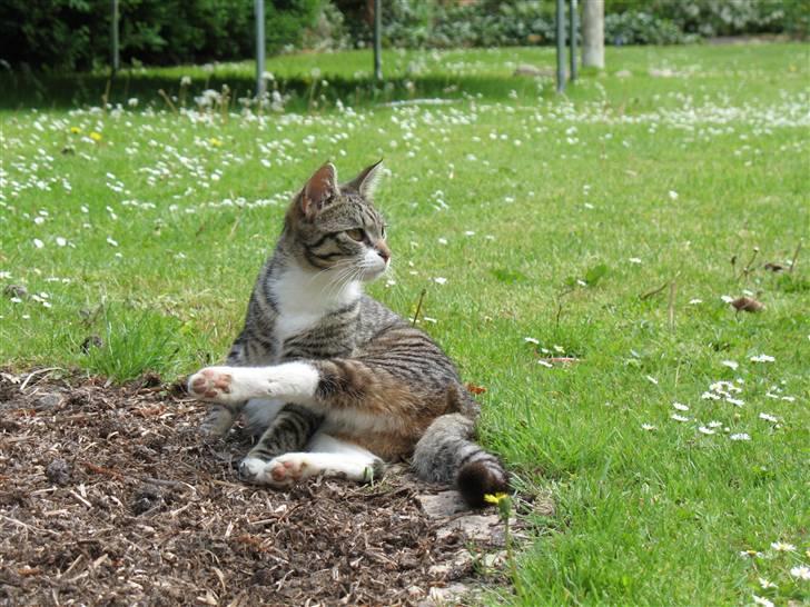 Huskat molly og malle billede 4