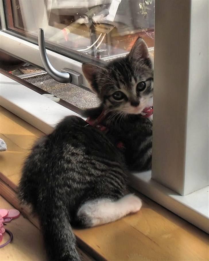 Huskat molly og malle billede 5