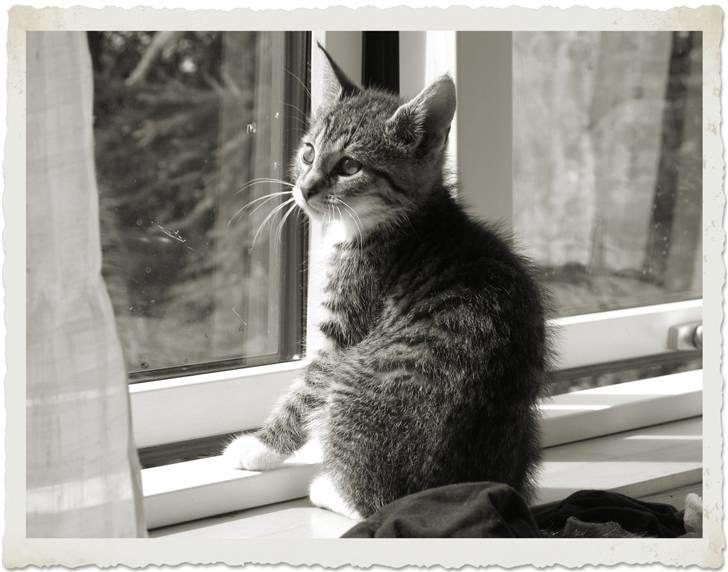 Huskat molly og malle billede 6