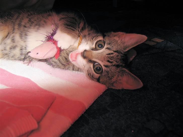 Huskat molly og malle billede 7