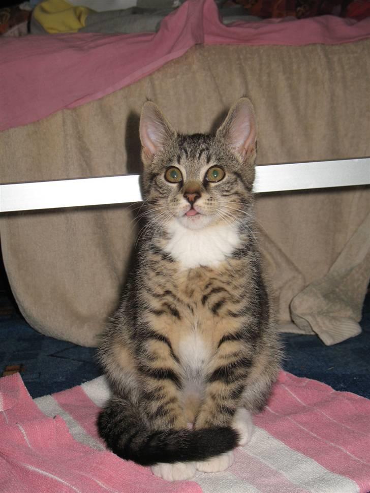 Huskat molly og malle billede 8