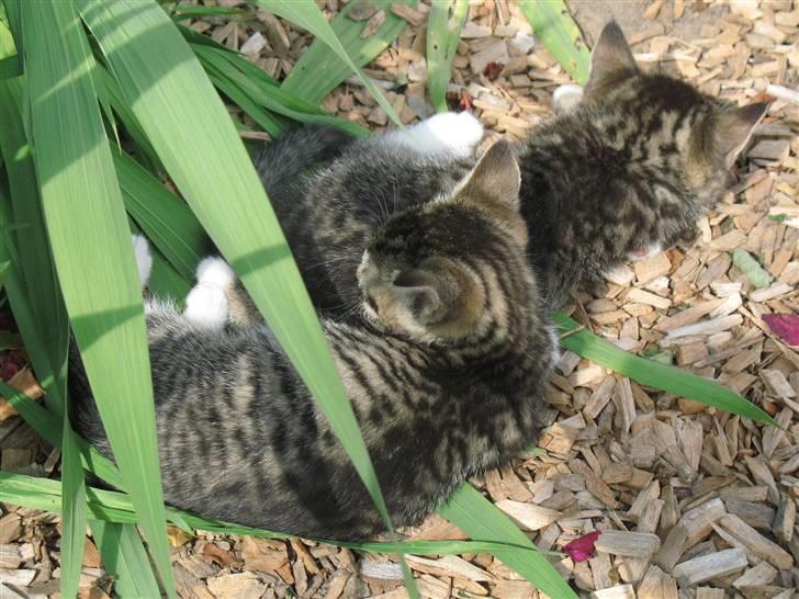 Huskat molly og malle billede 9