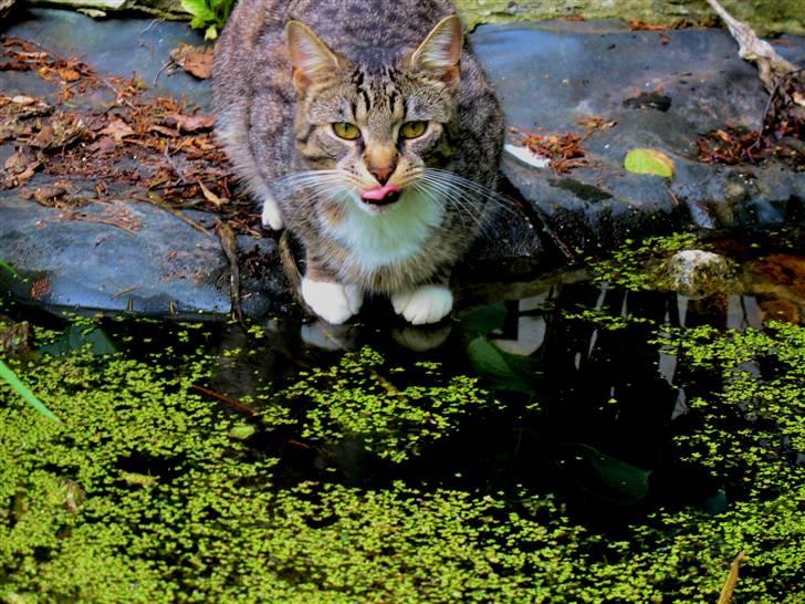 Huskat molly og malle billede 10